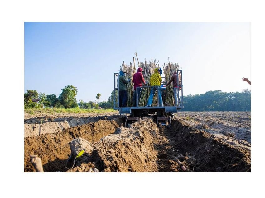 Kinerja Produksi Tebu Regional 4 PTPN I Meningkat
