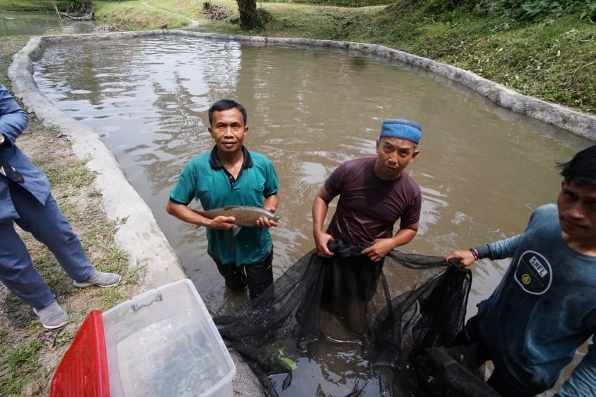 Inalum Lakukan Budidaya Ikan Dewa "Jurung"Asahan Hingga 2024