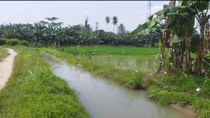 Selamatkan 300 Ha Tanaman Padi Sawah Nyaris Kekeringan, Distanbun dan PUTR Batu Bara Keruk Sungai Sepanjang 400 Meter
