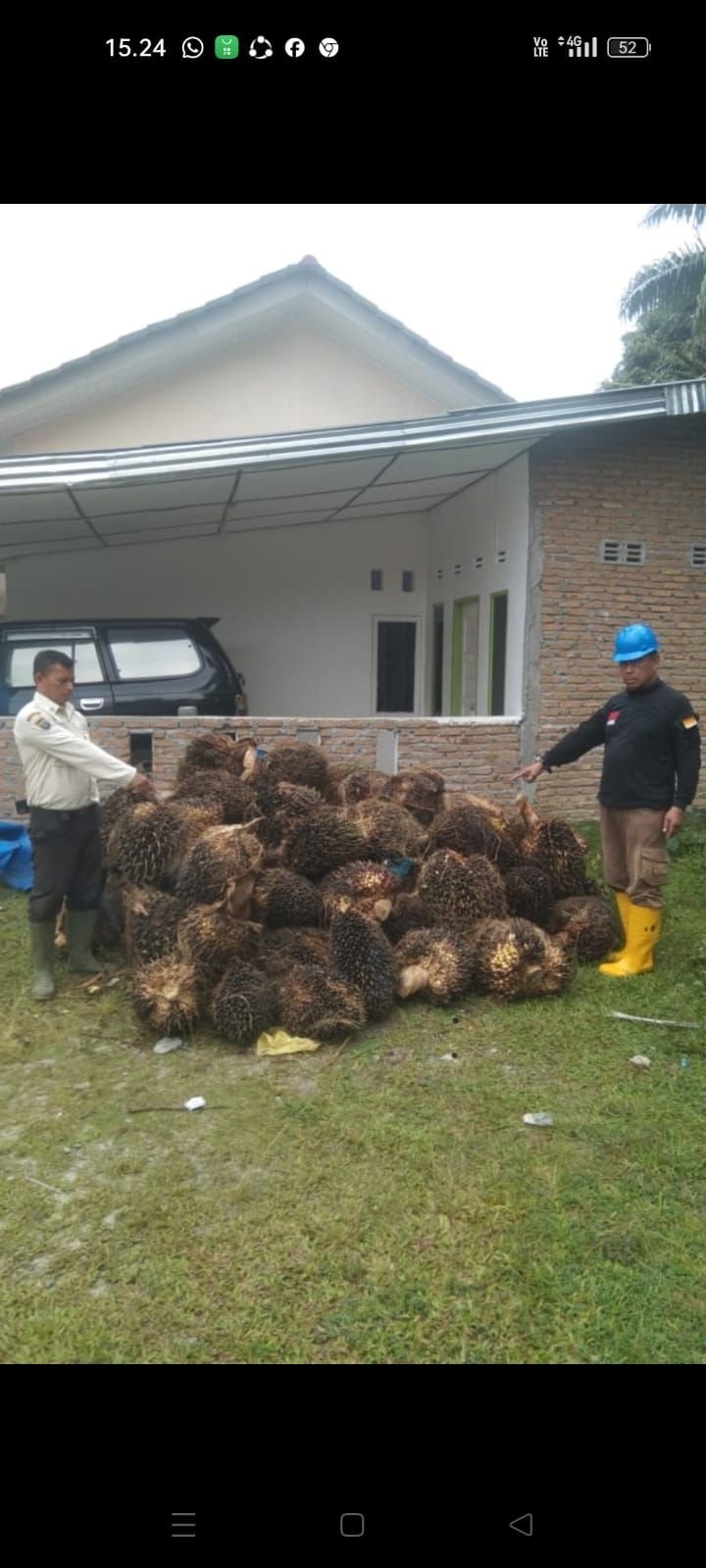 Petugas Keamanan PTPN IV Regional II Kebun Balimbingan Amankan 98 Tandan Buah Sawit Ilegal