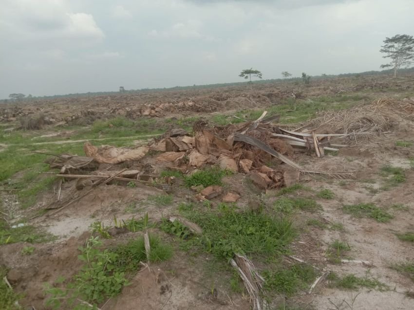 Pimpinan Kebun Balimbingan Tertutup Soal Replanting Afd II