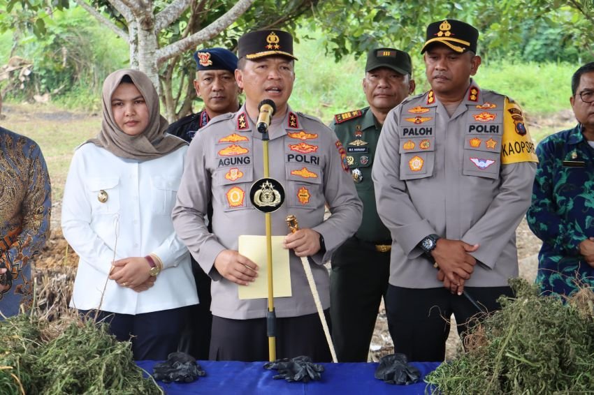 Dengan Memanfaatkan Kecanggihan Teknologi, Polda Sumut Temukan Ladang Ganja Seluas 5 Hektar