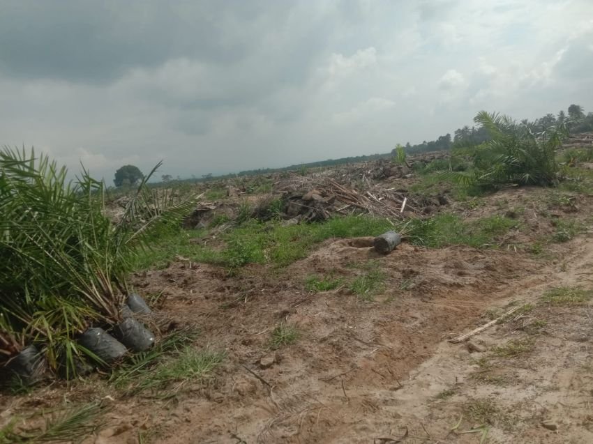 Vendor Replanting Tak Peduli Pada Pimpinan Kebun Balimbingan
