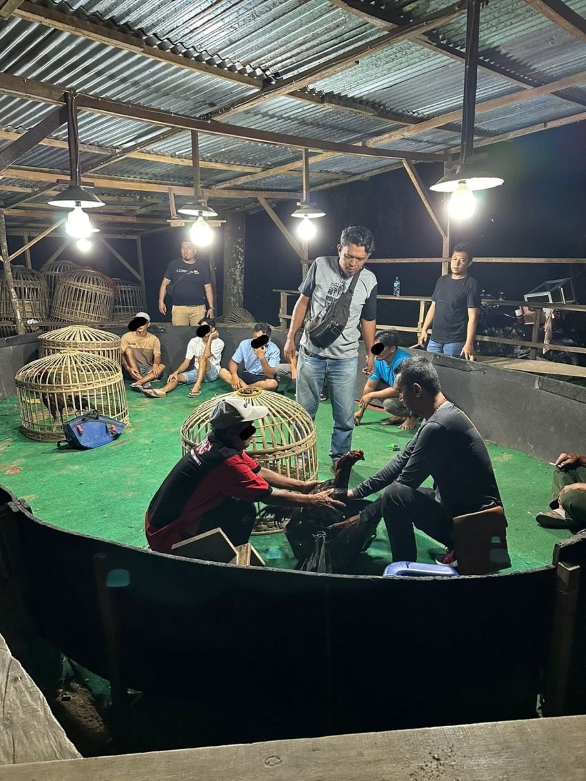 Lokasi Sabung Ayam di Tanah Jawa Simalungun Digerebek, 7 Orang Diamankan Polisi