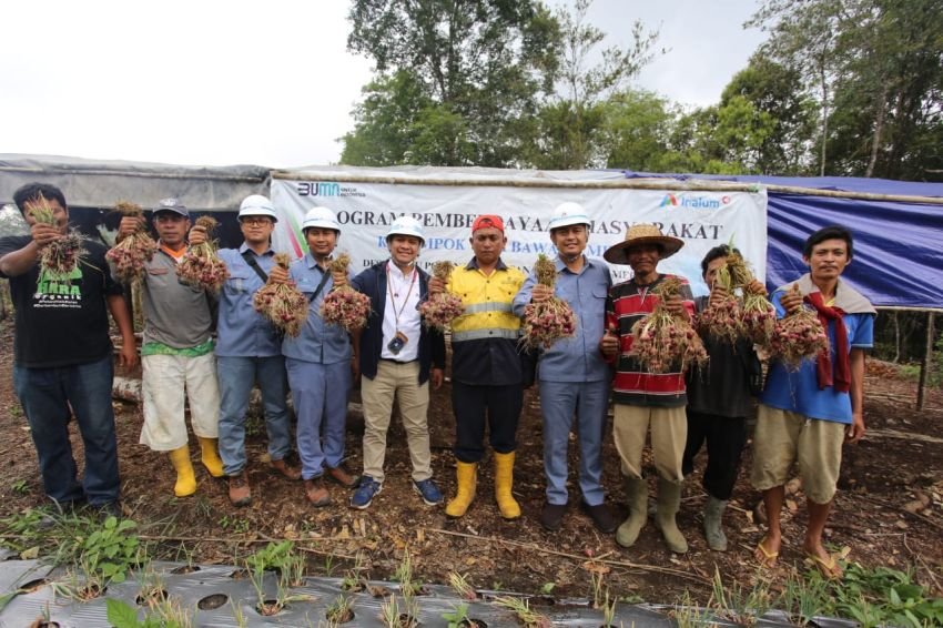 INALUM Rayakan Panen Bawang dan Cabai Bersama Masyarakat Pintu Pohan