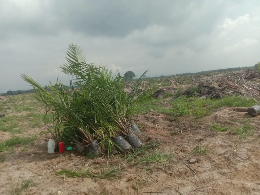 665 Hektare Peremajaan Sawit Kebun Balimbingan Diduga Lahan Korupsi Oknum Pimpinan