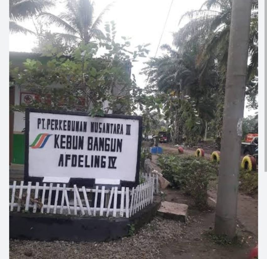 Begini Legalitas Kebun Bangun yang Digarap Futasi
