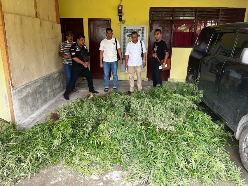 Sat Narkoba Polres Simalungun Temukan Ladang Ganja di Dolok Silau