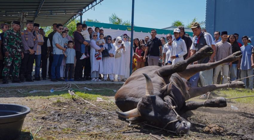 Bobby Nasution dan Keluarga Kurban 3 Sapi di Masjid Jami&rsquo; Hanifah
