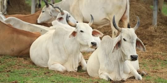 Wartawan Tak Kebagian Daging Qurban dari Polres Labuhanbatu