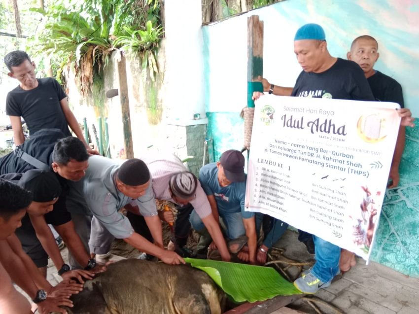Keluarga DR H Rahmat Shah Sembelih 16 Ekor Sapi dan 4 Kambing
