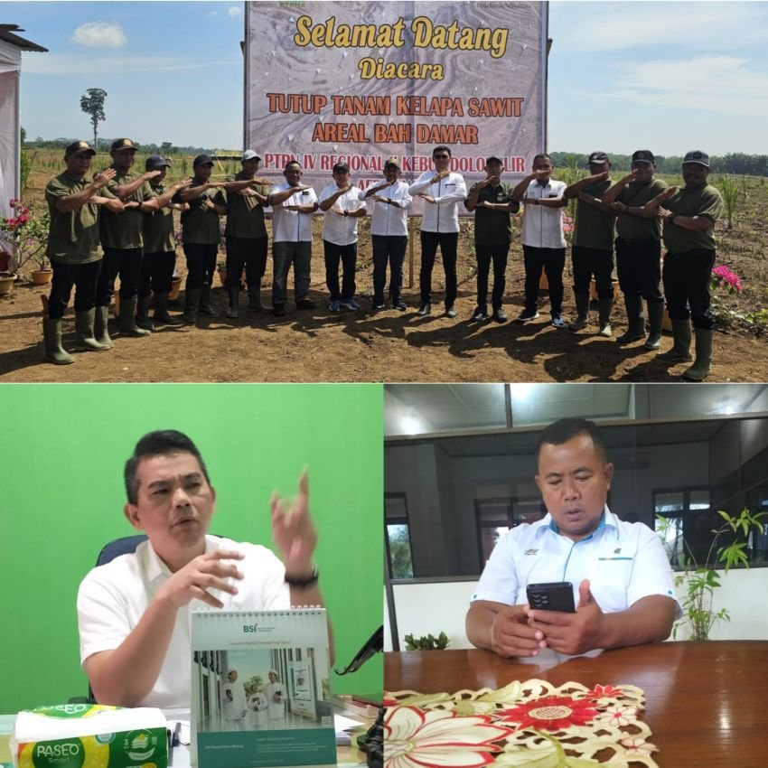 Capaian Produksi TBS PTPN IV Regional II Group III Meningkat