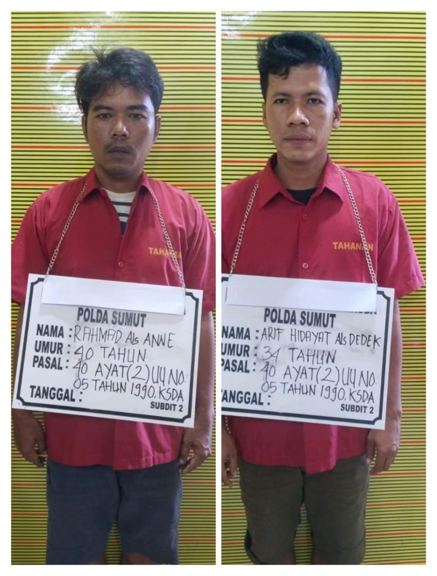 Polda Sumut Ungkap Jual Beli Satwa Dilindungi Sisik Trenggiling