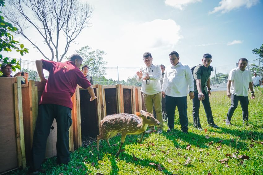 Pj Sekda Medan Lepas 15 Ekor Rusa Totol Asal Istana Kepresidenan Bogor di Taman Candika