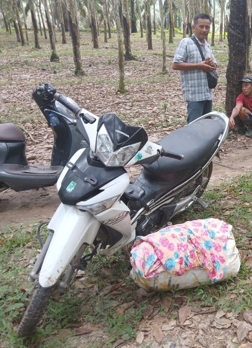 Oknum Kades Lestari Diduga Lindungi Pelaku Pencurian Aset PTPN IV Regional I Kebun Pulau Mandi