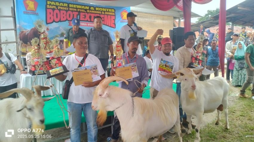 Memotivasi Peternak untuk Tetap Tumbuh dan Berkembang, Anggota DPRD Sumut Fraksi Gerindra Gelar Kontes Sapi