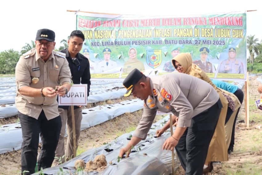 Mendukung Program Nasional Ketahanan Pangan, Bupati Batu Bara Bersama Kapolres Serta Petani Ramai Ramai Menanan Cabai Merah