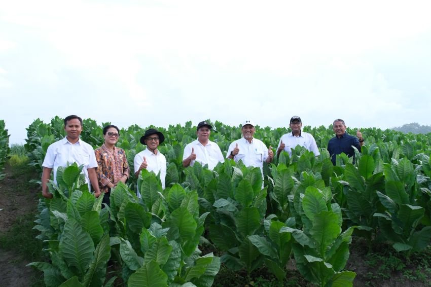 RH PTPN 1 Reg.1 Panen Perdana Tembakau, Optimis Tembakau Deli Kembali Bangkit