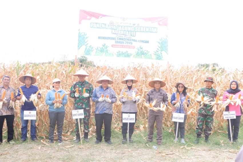 Sinergi Polri dengan Pemerintah Kabupaten Samosir Panen Jagung 30 Ton Program Ketahanan Pangan