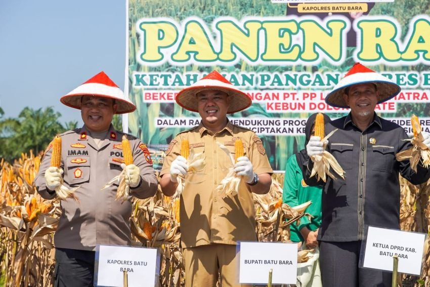 Sukseskan Swasembada Pangan, Wabup Batu Bara Ikut Panen Raya Jagung untuk ke-2 Kalinya