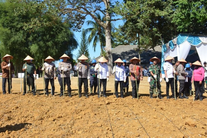 Polres Labusel Bersama Forkopimda dan PT Lonsum Indonesia Estate Tanam Jagung Serentak di Lahan Perhutanan Sosial