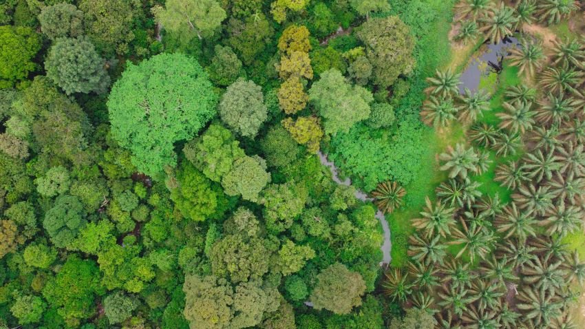 Punya 14 Ribu Ha HCV, Ini Langkah PalmCo Menjaga Spesies Langka