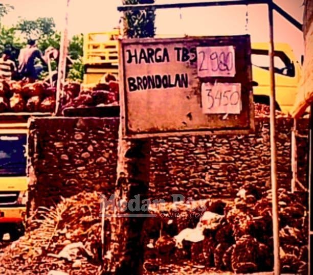 RAM Menjamur, Harga TBS Bervariasi di Kabupaten Padang Lawas