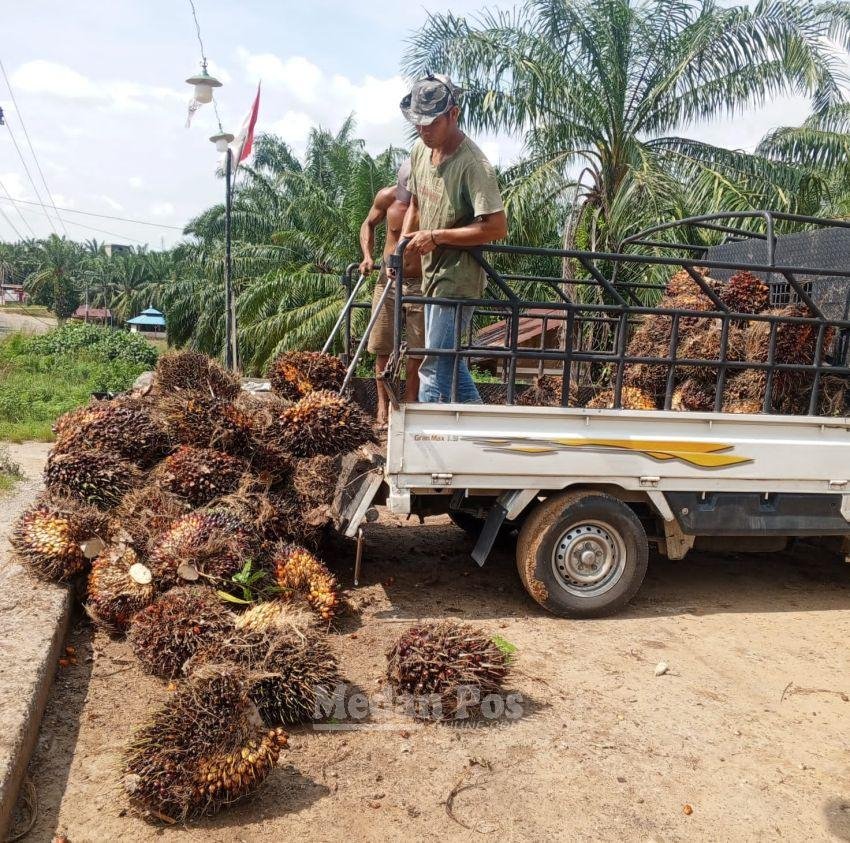 Timbangan Buah Sawit (RAM) Menjamur di Padang Lawas, Pengamat Ingatkan Potensi Timbangan Curang