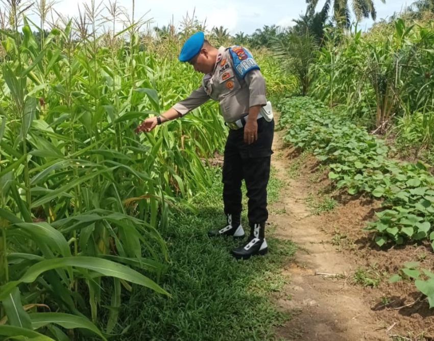 Mantap, Aipda Eben Ezer Sitepu Pastikan Tanaman Jagung Kuartal IV di Wilayahnya Maksimal