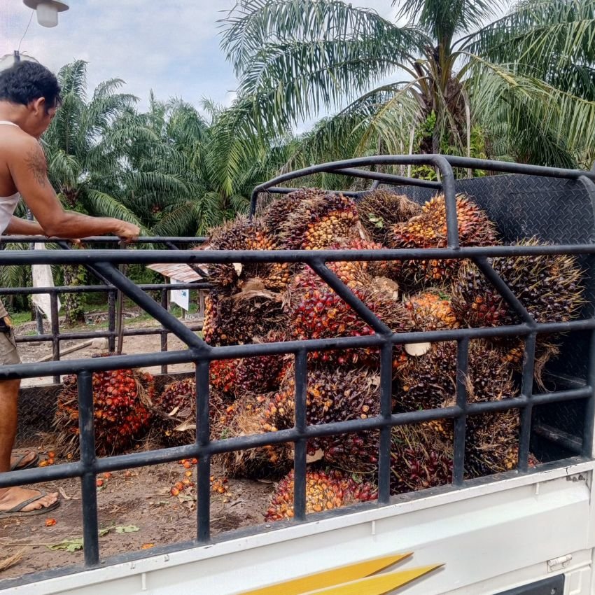 Harga TBS Sawit Naik di Padang Lawas, Turun di Batang Toru