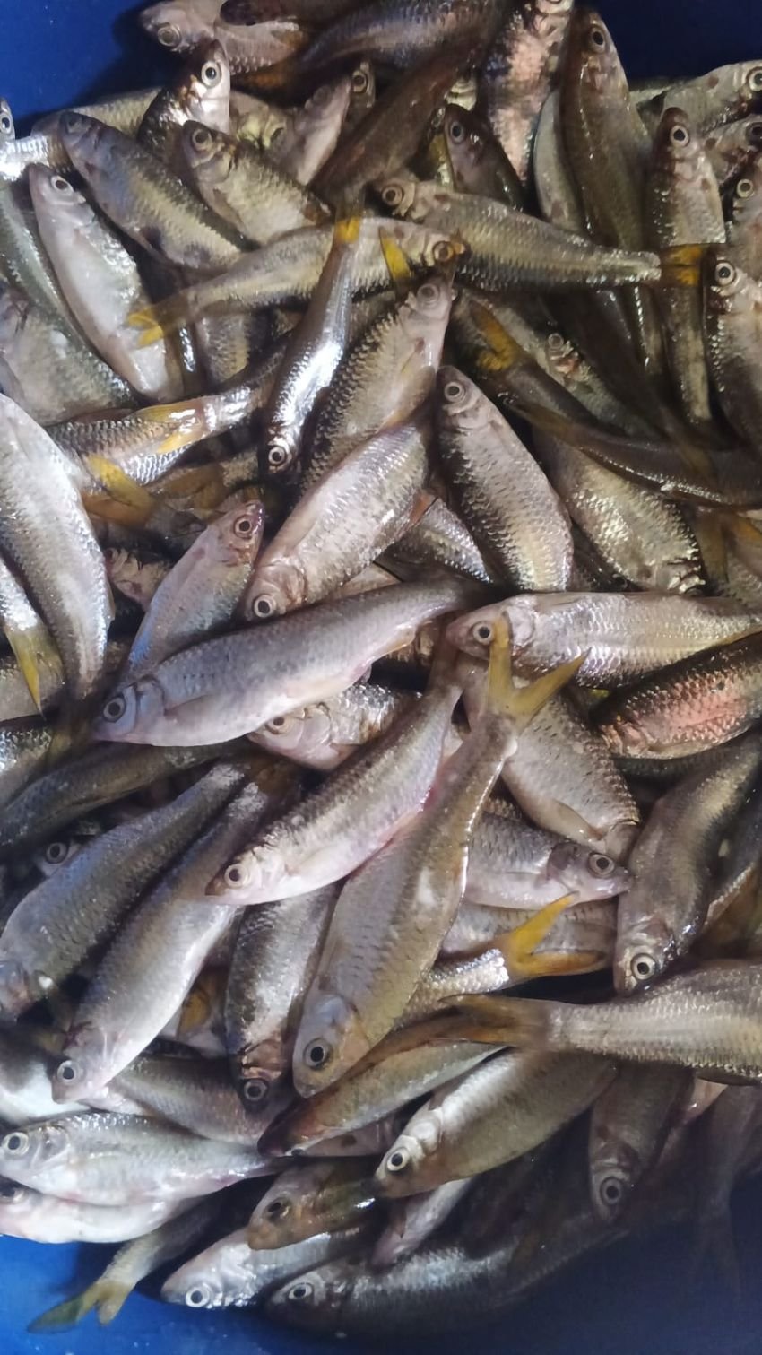 Anggota DPRD Sumut Dorong Gubernur Segera Terbitkan Peraturan Larangan Takap Ikan Kecil