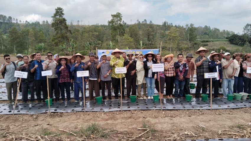 Bupati Samosir Bersama Kementrian Pertanian RI Penanaman Perdana Benih Bawang Putih Di Simanindo