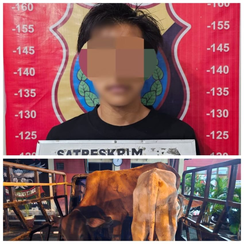 Pencuri Dua Ekor Lembu Ditangkap Polres Tebing Tinggi