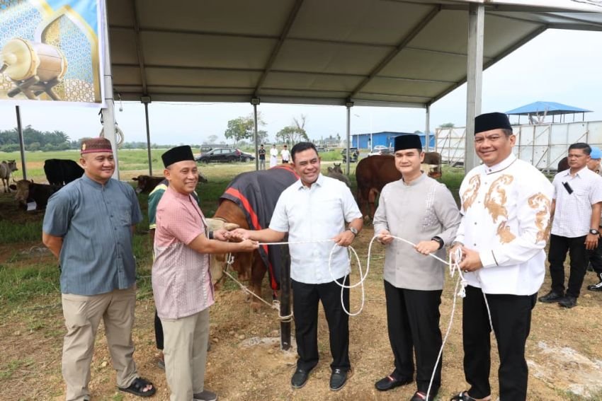 Polda Sumut Bagikan 4.976 Paket Daging Kurban Kepada Masyarakat, Sapi Kurban Kapolda Berbobot 1 Ton