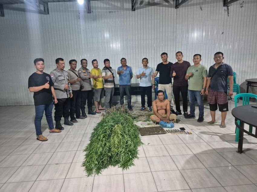 Polresta Deli Serdang Ungkap Ladang Ganja di Tanjung Morawa, Begini Modusnya