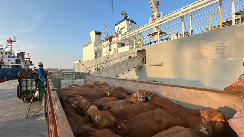 Pelindo Multi Terminal Group Catat Pertumbuhan Trafik _Livestock_ sebesar 6,7 Persen