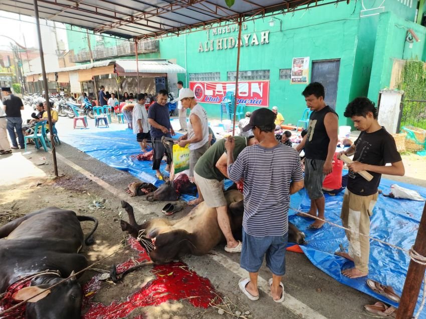 Maknai Idhul Adha, Ladon Club Sembelih Kurban 6 Lembu 2 Kambing