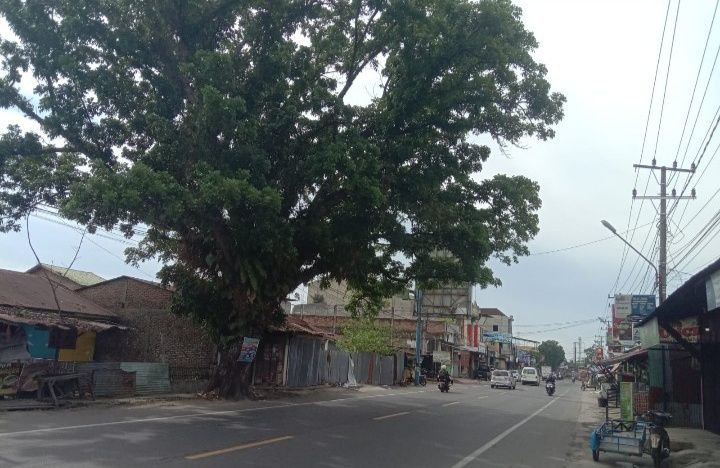 Pohon Mahoni Rawan Patah di Pancur Batu, Masyarakat Desak Segera Dipangkas