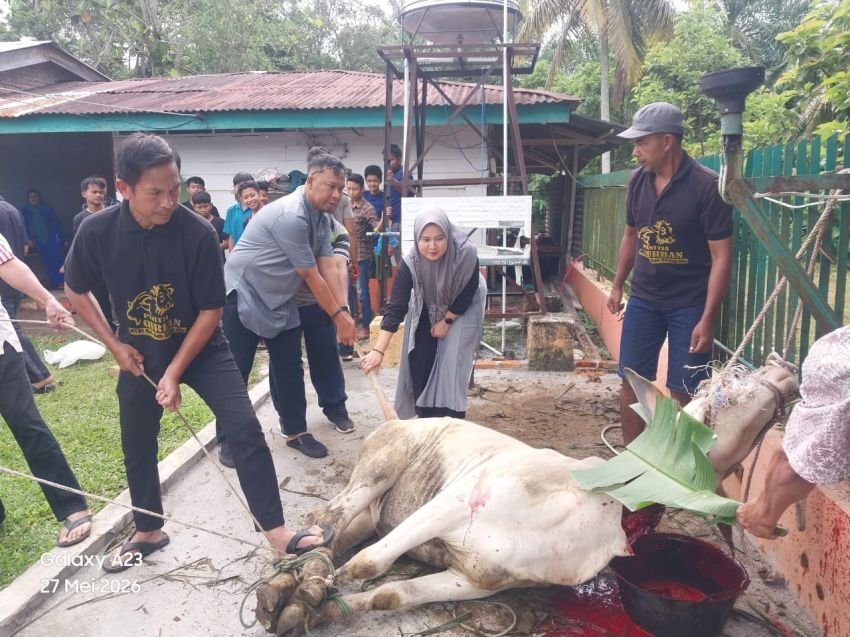 Rayakan Idul Adha 1447 H, PTPN IV Regional II Kebun Bah Birung Ulu Sembelih 12 Hewan Kurban