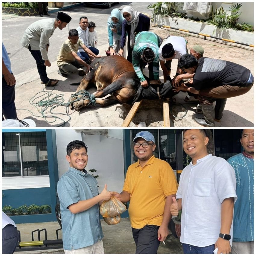Idul Adha 1447 Hijriah, PT. PLN (Petsero) UP3 Pematangsiantar Sembelih 1 Ekor Sapi dan 3 Ekor Domba
