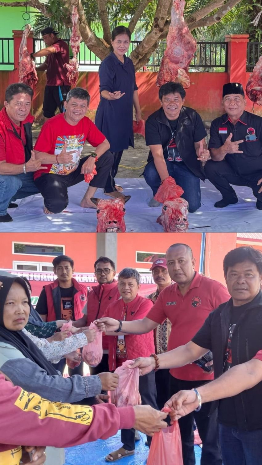 PDI Perjuangan Deli Serdang Sembelih 2 Ekor Sapi Qurban