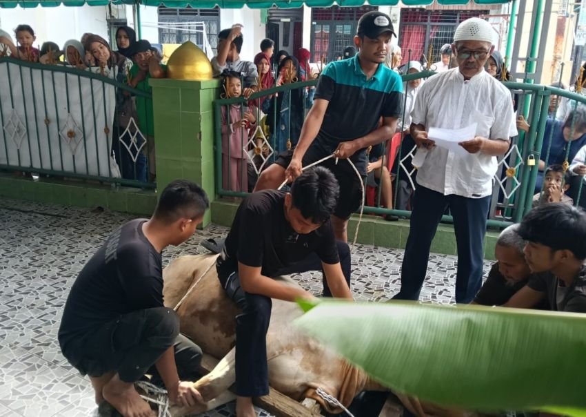 Alhamdulillah ! Perayaan Idul Adha 1447 H, BKM Muslimin Sembelih 17 Hewan Kurban