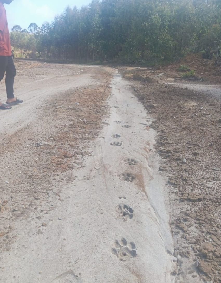 Warga Temukan Jejak Kaki Harimau di Kecamatan Adiankoting dan Tarutung