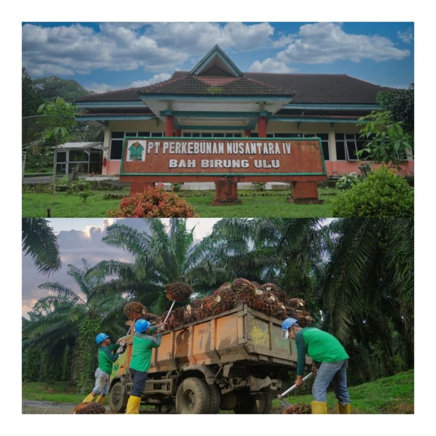 Produksi Tumbuh Dua Digit, Kebun Bah Birung Ulu Perkuat Transformasi dan Pemberdayaan Masyarakat