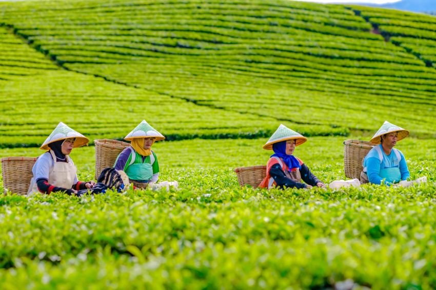 Kinerja Non-Core PTPN IV PalmCo Tumbuh Positif, Produksi Komoditas Kopi Melonjak 225 Persen secara Tahunan