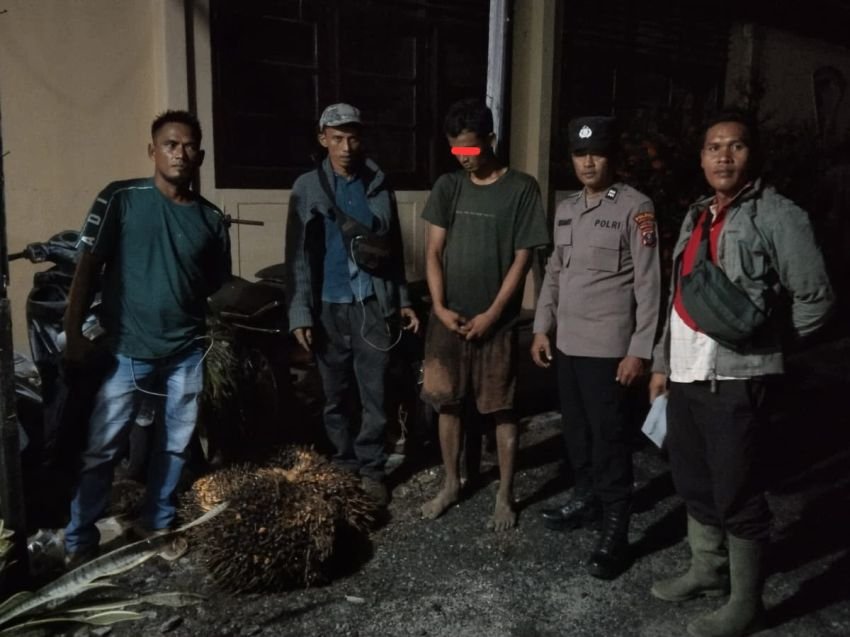 Terduga Pencuri 4 Tandan Sawit Milik Perusahaan Diamankan di Pinangsori