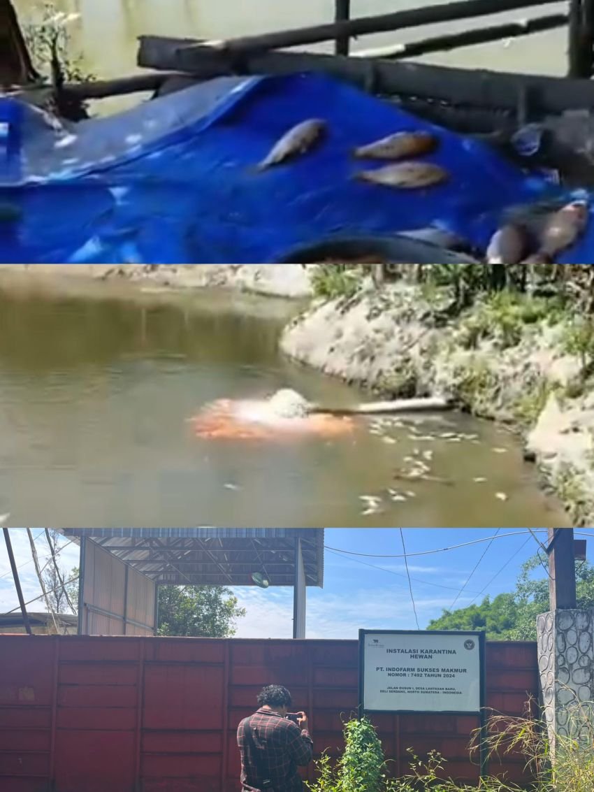 Diduga Akibat Limbah Peternakan Sapi PT. ISM, Peternak Ikan Tiga Kecamatan Gagal Panen di Deli Serdang, Satgas Walantara Beri Warning