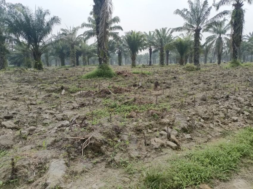 200 Hektare Lahan Eks PT MOIES Jadi Bancakan Oknum di Batu Bara Disorot Warga