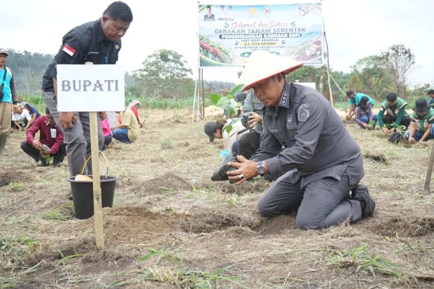 2,2 Juta Batang Kopi Arabika Ditanam Di Tapanuli Utara