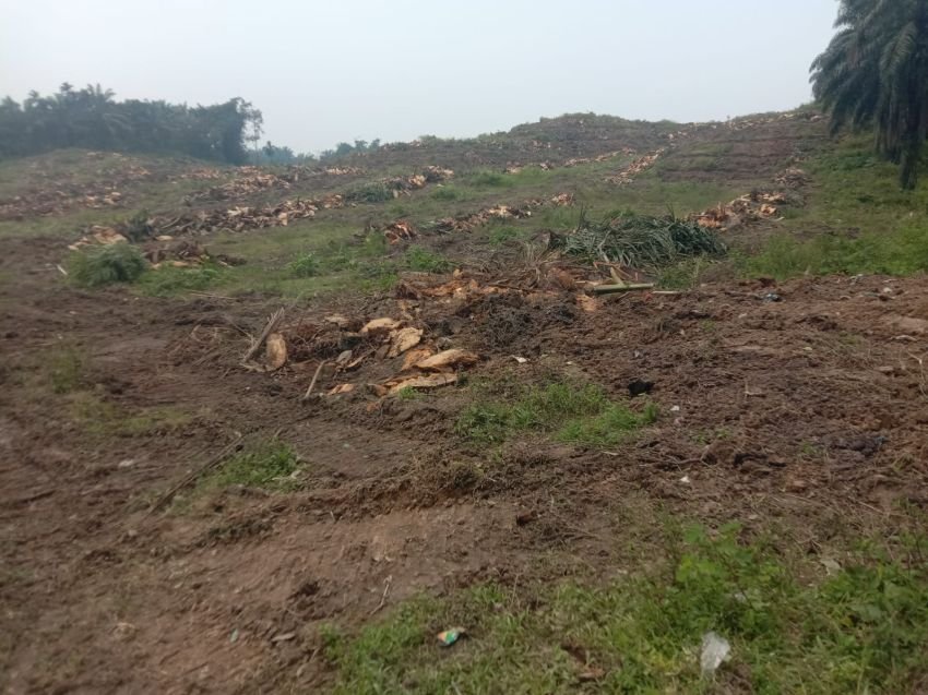 Replanting Afdeling VI Kebun Marihat Kurang Pengawasan, Diduga Dikerjakan Asal Jadi